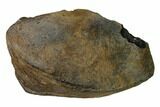 Fossil Whale Ear Bone - Miocene #136902-1